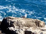 P3222543 Cap-d'Antibes-seagull-on-rocks