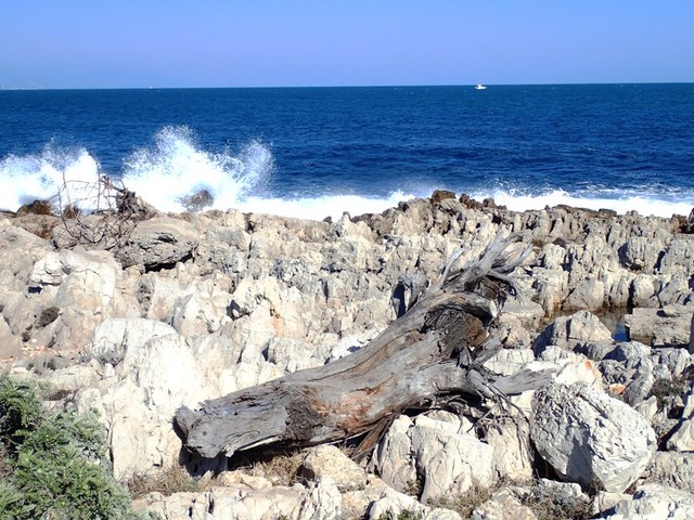 P3222548 Cap-d'Antibes-waves&dead-treestump