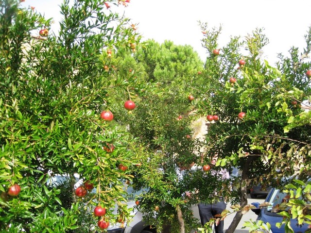 IMG 6973 Pomegranates-in-Montauroux